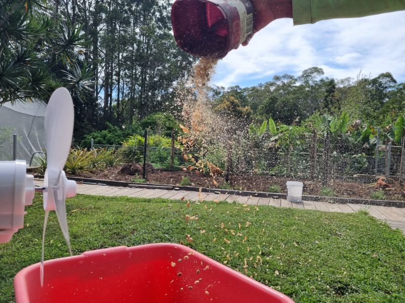 Separating the green beans from the parchment shells by winnowing with a pedestal fan. 